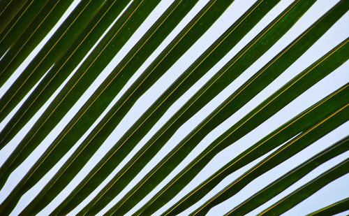 Full frame shot of green leaves