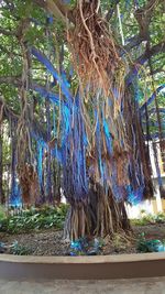 Clothes drying against trees