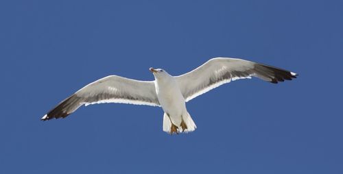 Low angle view of seagull flying against clear blue sky