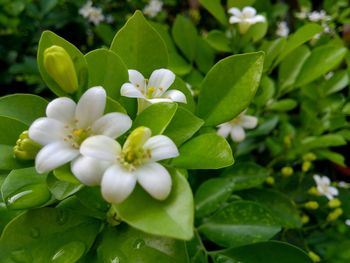 Close-up of flowers