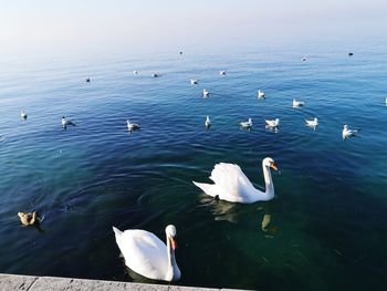 High angle view of swans swimming in lake