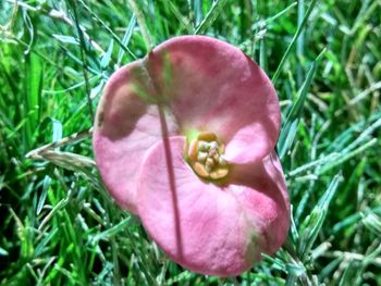 Close-up of flower blooming in grass