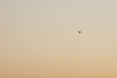 Low angle view of bird flying in sky