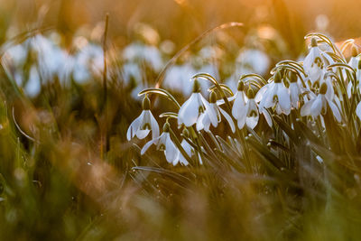 Snowdrops at sunset