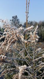 Close-up of snow on plant against sky