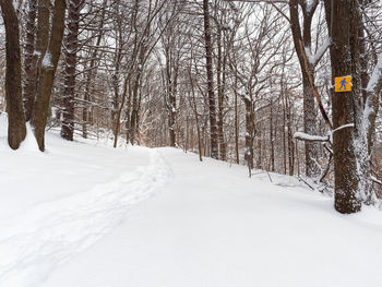 Bare trees on snow covered field