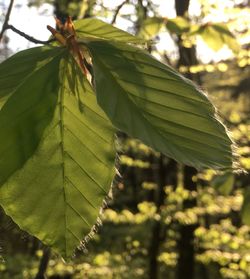 Close-up of fresh green leaves