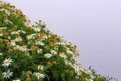 Low angle view of flowering plants against clear sky