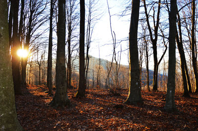 Trees in forest during autumn