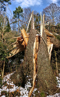 Low angle view of dead tree on field in forest