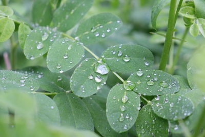 Close-up of wet plant leaves during rainy season