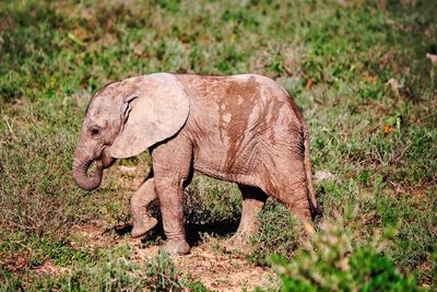 Close-up of elephant standing on grass