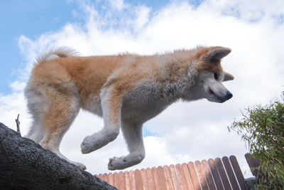 Low angle view of dog jumping from retaining wall against sky