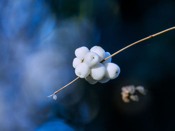 Close-up of white berries growing on twig