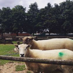 Close-up of cow standing on field
