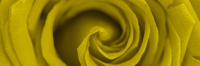 Full frame shot of yellow rose