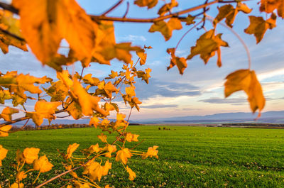 Green field against sky