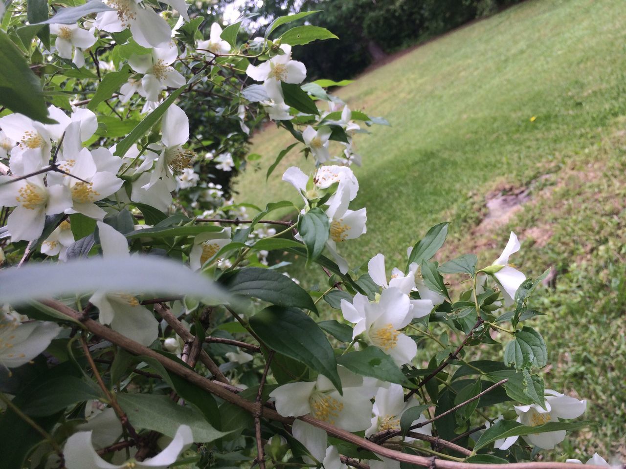 flower, growth, freshness, white color, beauty in nature, fragility, nature, petal, plant, blooming, in bloom, blossom, leaf, high angle view, flower head, field, green color, day, outdoors, tree