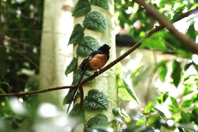 Bird perching on a branch