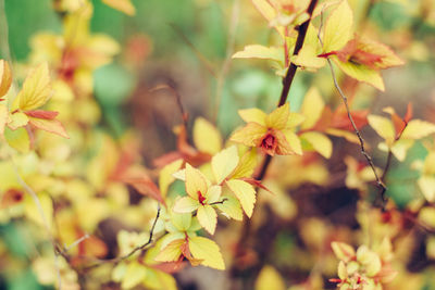 Close-up of yellow flowering plant
