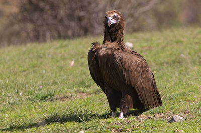 Bird perching on a field