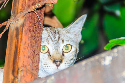 Close-up portrait of a cat