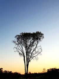 Silhouette tree against sky during sunset