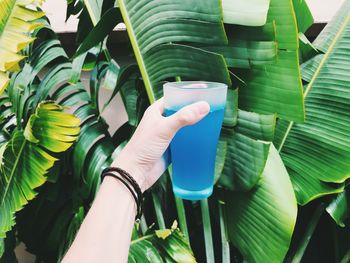 Close-up of hand holding leaves