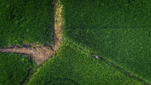 High angle view of green field