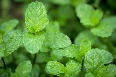 Close-up of fresh green leaves