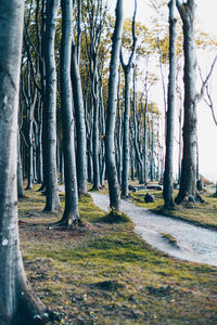 Trees in forest
