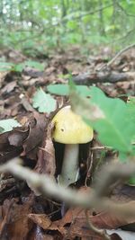 Close-up of mushroom growing on field