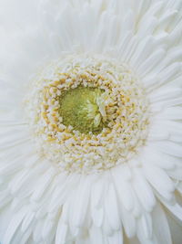 Close-up of white daisy flower