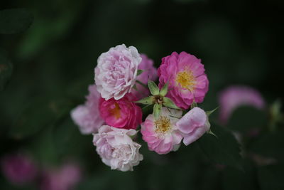 Close-up of pink flowers blooming outdoors