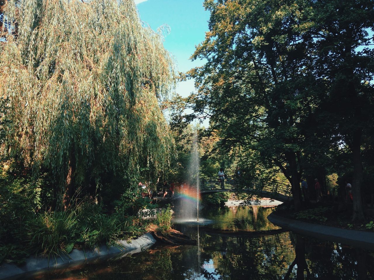 water, tree, reflection, waterfront, nature, tranquility, growth, beauty in nature, clear sky, scenics, lake, tranquil scene, sunlight, sky, river, outdoors, day, fountain, no people, idyllic