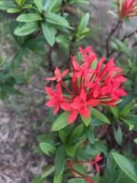 High angle view of red flowers blooming outdoors