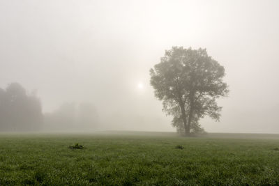 Trees on landscape against sky