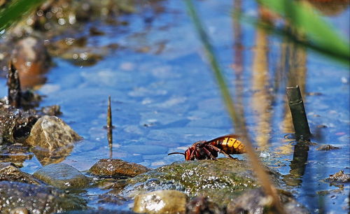 Close-up of insect on wet rock by river