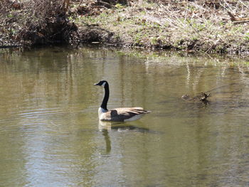 Birds in calm lake