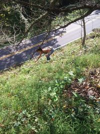 Full length of man jumping in forest