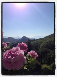 Pink flowers blooming on tree