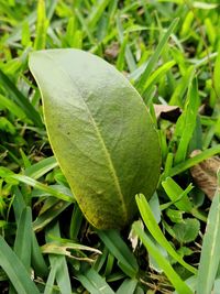 High angle view of plant growing on field