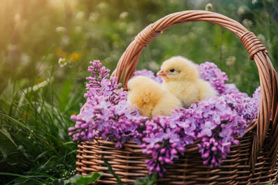 Close-up of christmas decorations in wicker basket