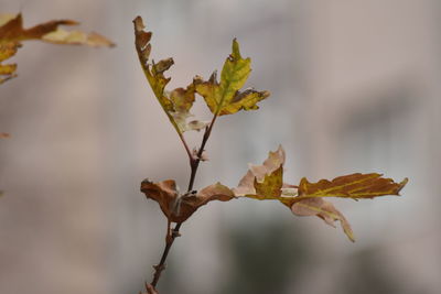 Close-up of dry leaves on plant during autumn