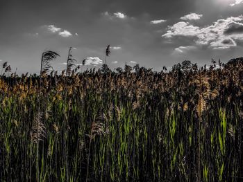 Plants growing on field against sky