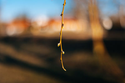 Close-up of icicles on plant against sky
