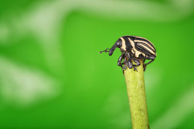 Close-up of insect on plant