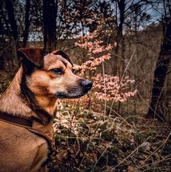 Dog looking away in forest