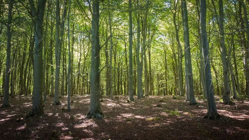 Trees in forest