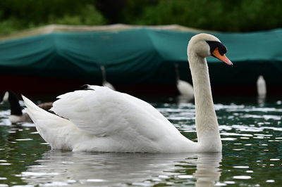 Close-up of swan swimming in lake